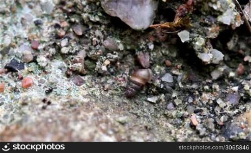 Timelapse macro shot of a small snail