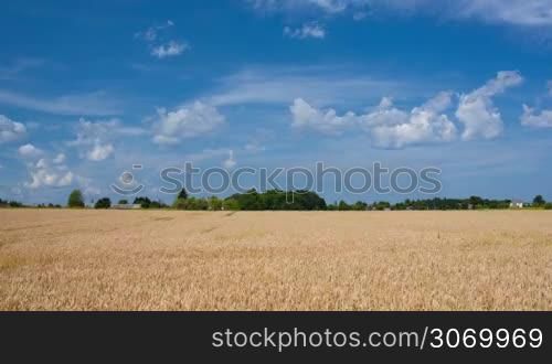 Timelapse of wheat swinging in the wind and clouds running in bright blue sky