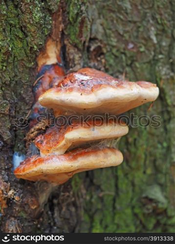 tinder fungus in the forest