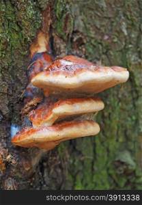 tinder fungus in the forest
