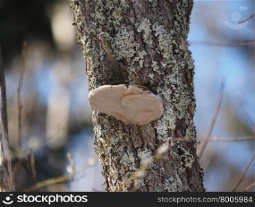 tinder fungus on a tree