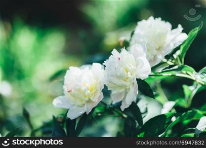 Tinted photo of white peonies in summer garden. Tinted photo of white peonies in summer garden.