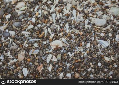 Tiny and large sea shell and rocks texture background.