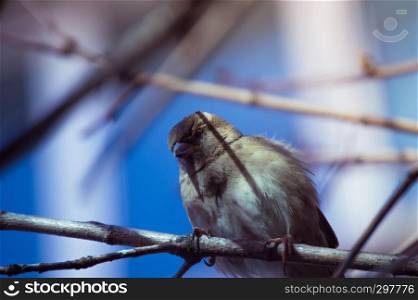 Tiny bird on a branch