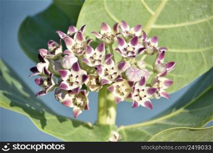 Tiny blooming and flowering white and purple giant milkweed flower blossoms.