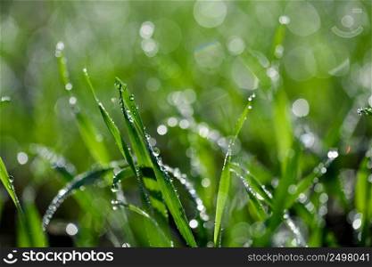 Tiny dew drops on fresh spring grass macro