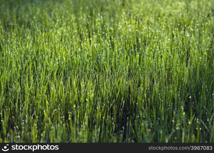 tiny drops of dew on the green grass in the early morning