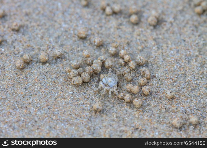 Tiny Ghost Crabs digging holes in the sand