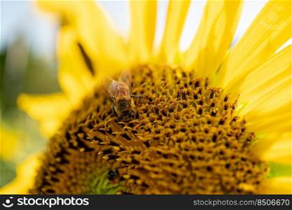 Tiny honey bee pollinating from yellow sunflower in the field.