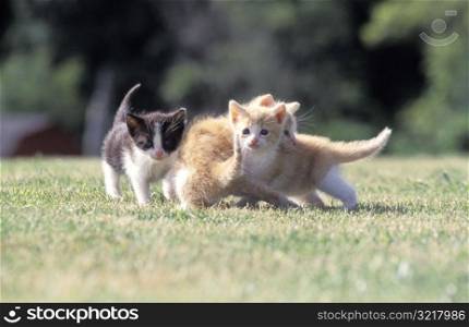 Tiny Kittens Playing