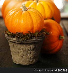 Tiny pumpkins in flower pots on old table