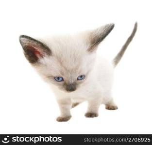 Tiny three week old baby Siamese kitten. Shot on white background. Extreme wide angle view.