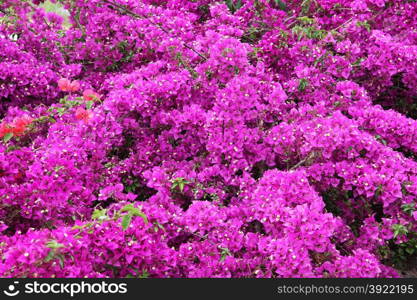 Tiny white bougainvillea flowers with pink bracts, family of nyctaginaceae.