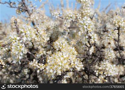 Tiny white flowers on Blackthorn, Sloe or Prunus spinoza branches in early spring
