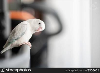 Tiny white parrot parakeet Forpus bird.
