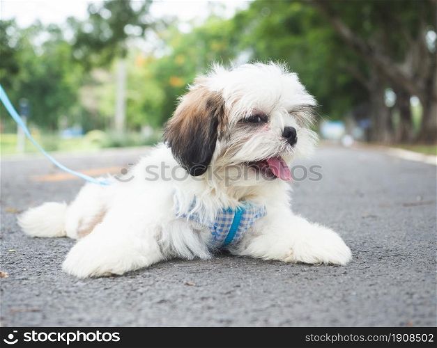 Tired Shih Tzu puppy with hanging tongue Take break while walking on sidewalk of the park.