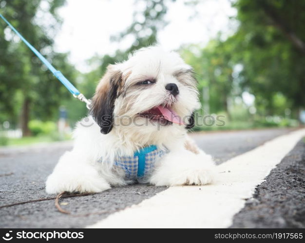 Tired Shih Tzu puppy with hanging tongue Take break while walking on sidewalk of the park.