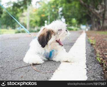 Tired Shih Tzu puppy with hanging tongue Take break while walking on sidewalk of the park.