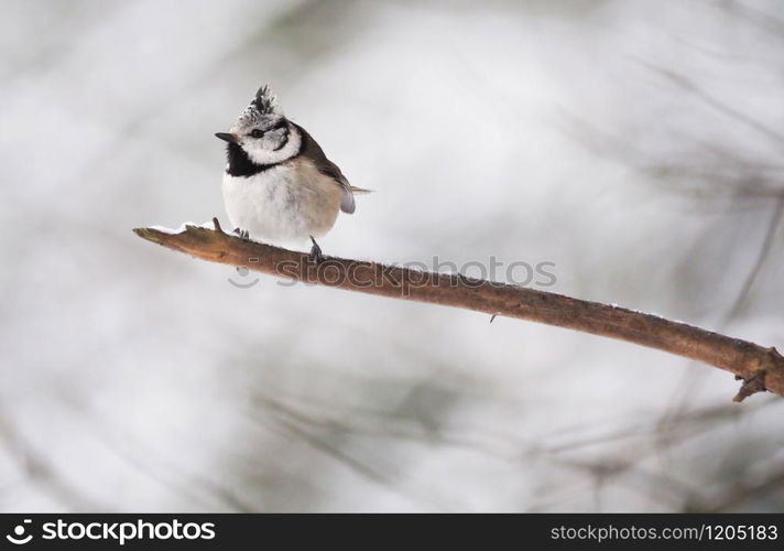 tit bird in the forest. winter