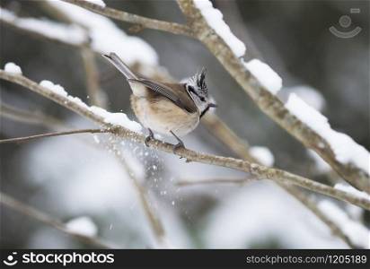tit bird in the forest. winter