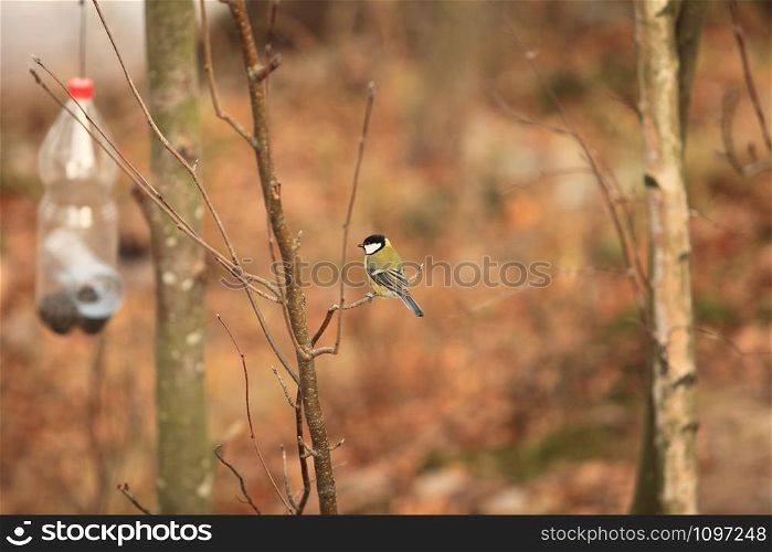 tit bird sits on a branch at the feeding trough