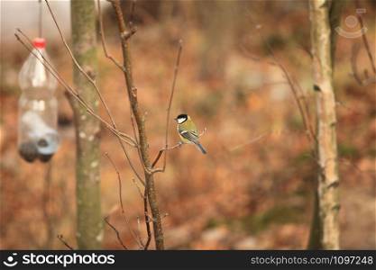tit bird sits on a branch at the feeding trough