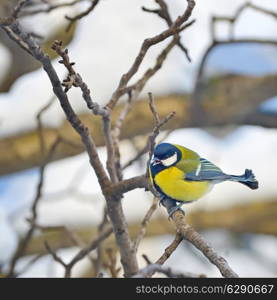 tit on a branch in winter forest