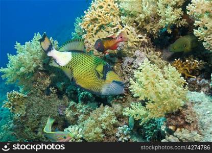 Titan Triggerfish and Diana&acute;s Hogfish (Bodianus diana)