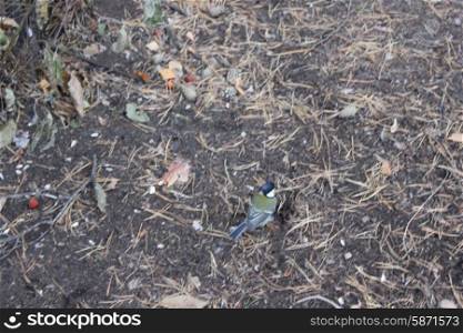 Titmouse bird on ground in forest 1316. Titmouse bird on ground 1316