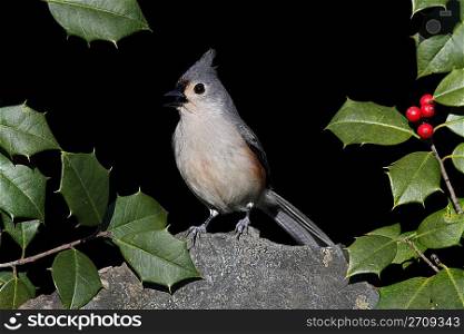 Titmouse On A Rock With Holly