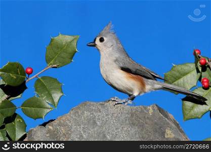 Titmouse On A Rock With Holly