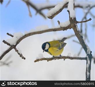 Titmouse on a tree in winter time