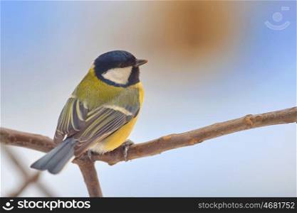 Titmouse (Parus major) on a peak of branch in winter time