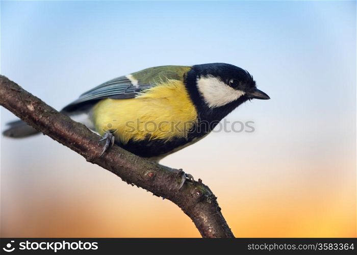Titmouse (Parus major) sitting on branch, side view, copy space