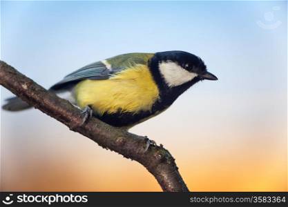 Titmouse (Parus major) sitting on branch, side view, copy space