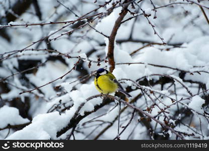 Titmouse sits on a tree branch in winter.
