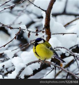 Titmouse sits on a tree branch in winter. The concept is the beauty of wildlife.