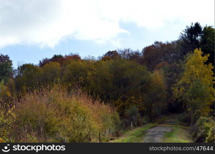 To the input of a timber with a path Gaumais