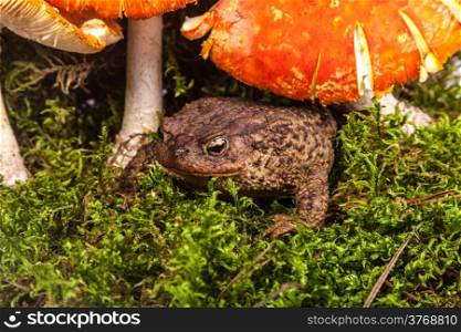 Toad is sitting on amanita in a forest