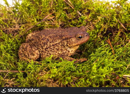 Toad is sitting on moss in a forest