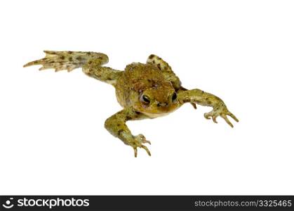 toad on a white