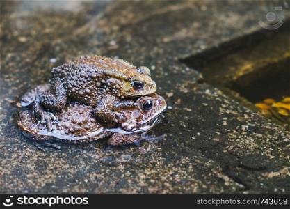Toads in a pond in mating season.