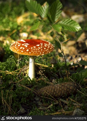 Toadstool in moss. Mushroom and pine cones in the moss