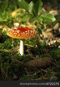 Toadstool in moss. Mushroom and pine cones in the moss