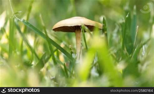 toadstool in the grass