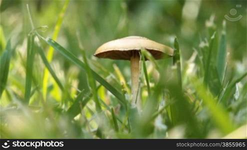 toadstool in the grass