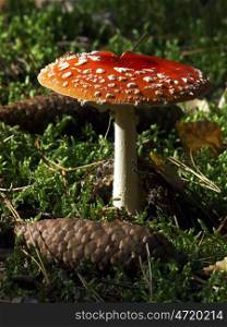 Toadstool. Mushroom and pine cones in the moss