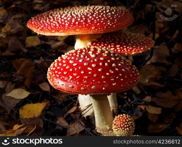 Toadstool mushroom, isolated, closeup in the grass