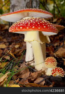 Toadstool mushroom, isolated, closeup in the grass