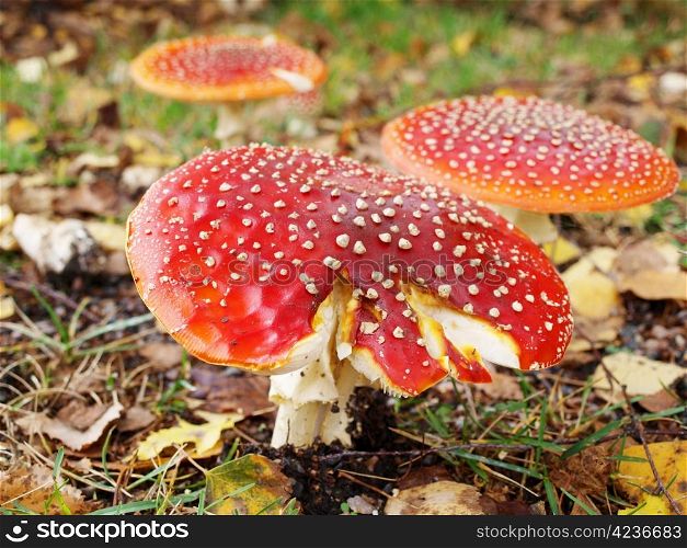 Toadstool mushroom, isolated, closeup in the grass